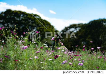 Cosmos field in the park Cosmos field in the park 119093070