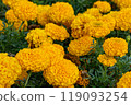 blooming yellow marigold flowers close up 119093254