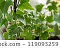 variegate ivy leaves close up houseplant 119093259