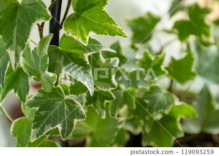 variegate ivy leaves close up houseplant 119093259