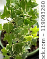variegate ivy leaves close up houseplant 119093260