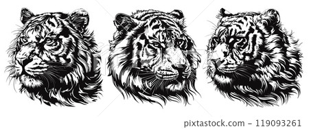 Tiger head sketches. Tigers tattoo, wild cat portrait wildlife animal sketch ink drawing zoo predator power safari feline vector illustration Tiger head sketches. Tigers tattoo, wild cat portrait wildlife animal sketch ink drawing zoo predator power safari feline vector illustration 119093261