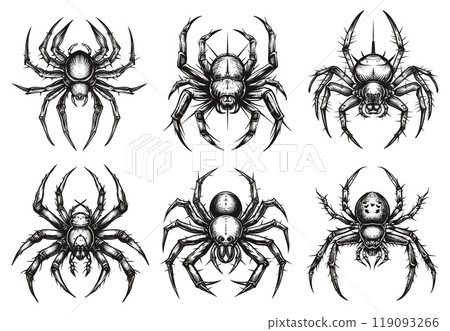 Spider sketches. Spiders tattoo vintage drawing, Insect poisonous arachnid animal on spiderweb, creepy danger tarantula sketch set vector illustration 119093266