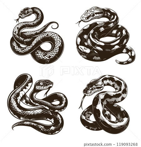 Snakes sketches set. Snake tattoo sketch drawing, python danger poisonous venomous viper reptile wildlife animal nature creature engraving vector illustration Snakes sketches set. Snake tattoo sketch drawing, python danger poisonous venomous viper reptile wildlife animal nature creature engraving vector illustration 119093268