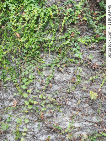 常春藤牆 119093449