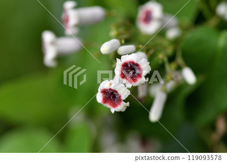 Hexokazura flowers Hexokazura flowers 119093578