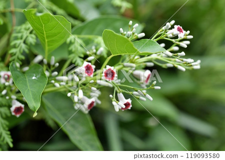 Hexokazura花 119093580