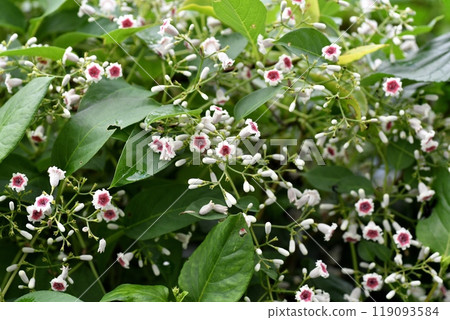 Hexokazura flowers 119093584