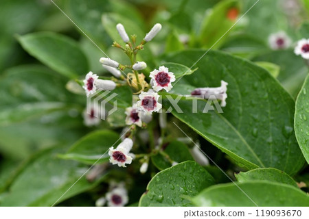 Hexokazura花 119093670