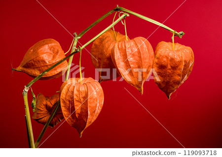 Physalis on a red background Physalis on a red background 119093718