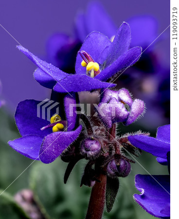Blooming violet flowers on a purple background Blooming violet flowers on a purple background 119093719