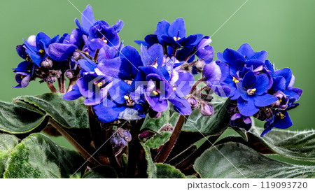 Blooming violet flowers on a green background Blooming violet flowers on a green background 119093720