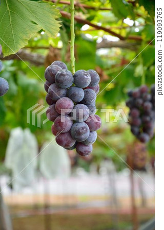 Grape picking scene 119093765