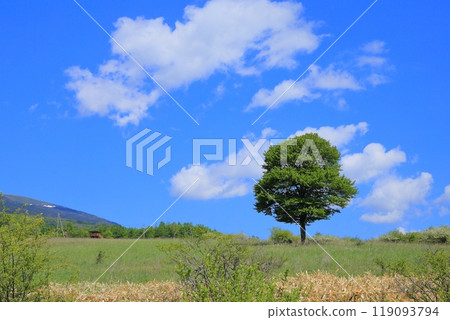 Green trees on the Nobeyama Plateau 119093794