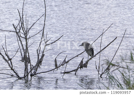A night heron searching for prey near the water 119093957