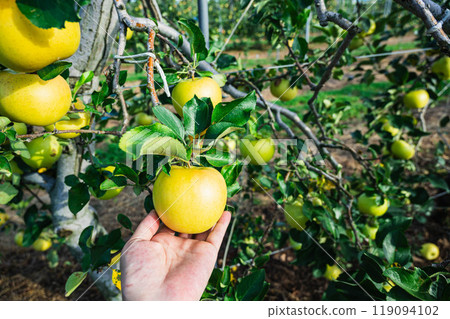 Yellow apple in hand Yellow apple in hand 119094102