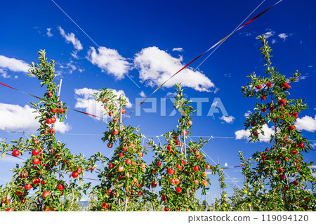 Plenty of red apples in the orchard 119094120