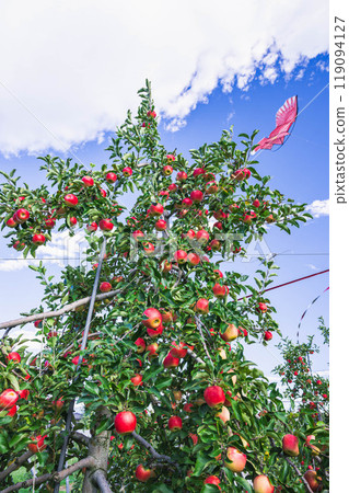 帶有大量水果的信濃短笛 119094127