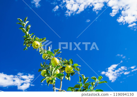 Blue sky and yellow apples Blue sky and yellow apples 119094130