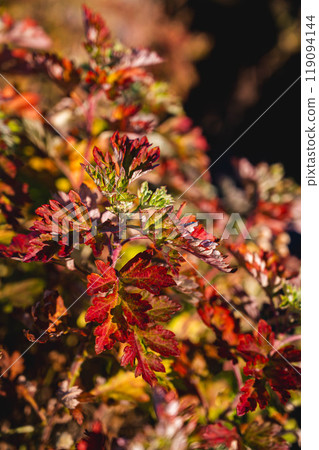 Autumnal mugwort leaves Autumnal mugwort leaves 119094144
