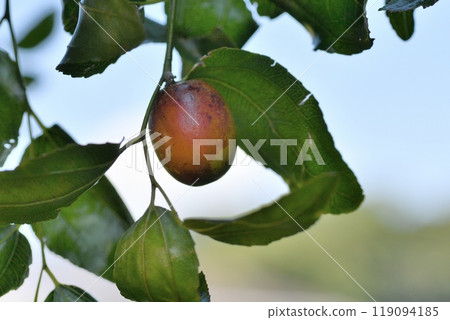 Fruit of jujube 119094185