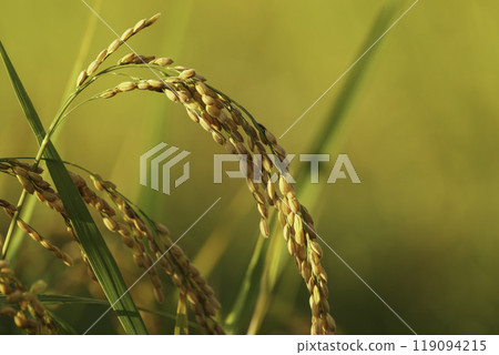 Golden ears of rice illuminated by the setting sun 119094215