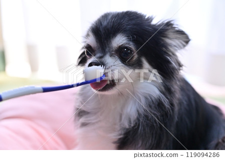 Dog brushing its teeth: Long-coated Chihuahua Dog brushing its teeth: Long-coated Chihuahua 119094286