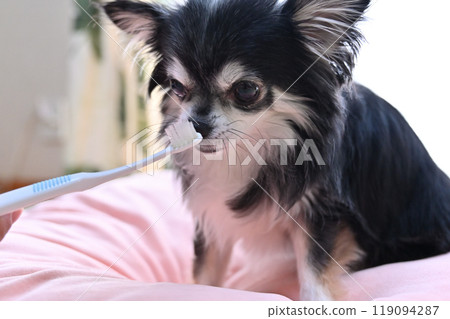 Dog brushing its teeth: Long-coated Chihuahua 119094287