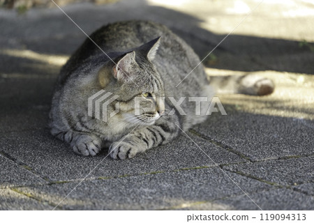 美國短毛貓放鬆，1 隻貓 119094313
