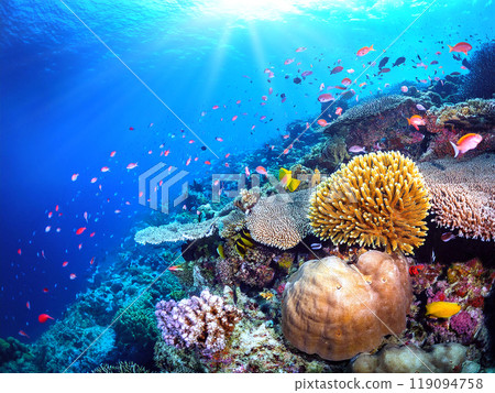 Coral reef sea and tropical fish 119094758
