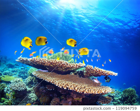 Coral reef sea and tropical fish 119094759