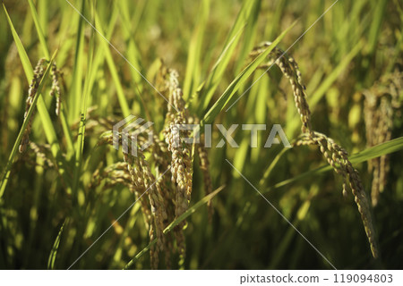 夕陽照耀下金黃的稻田 夕陽照耀下金黃的稻田 119094803