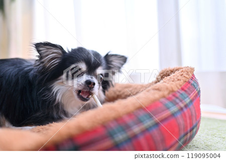 狗狗咀嚼棒型牙膏口香糖長毛吉娃娃 狗狗咀嚼棒型牙膏口香糖長毛吉娃娃 119095004