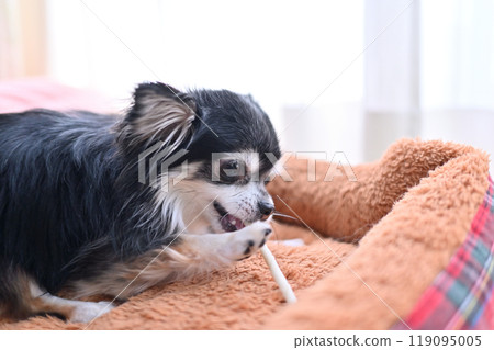 Dog chewing stick-type toothpaste gum: Long-coated Chihuahua 119095005