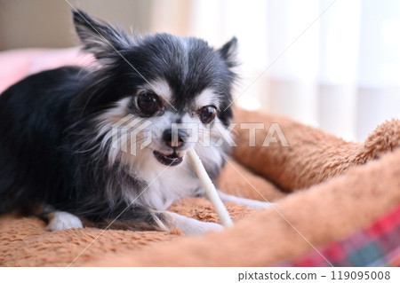Dog chewing stick-type toothpaste gum: Long-coated Chihuahua 119095008
