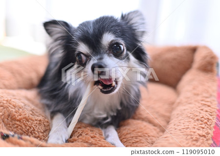 Dog chewing stick-type toothpaste gum: Long-coated Chihuahua 119095010