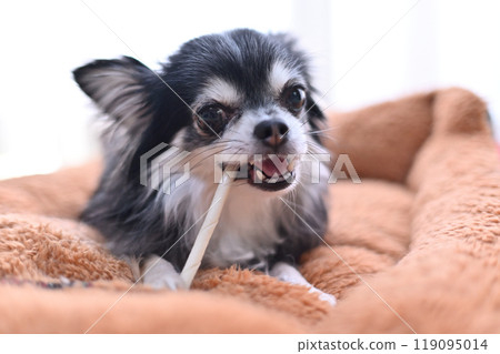 狗狗咀嚼棒型牙膏口香糖長毛吉娃娃 狗狗咀嚼棒型牙膏口香糖長毛吉娃娃 119095014