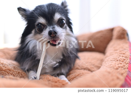 Dog chewing stick-type toothpaste gum: Long-coated Chihuahua 119095017