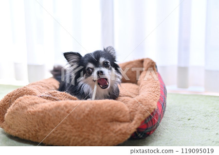 Dog chewing stick-type toothpaste gum: Long-coated Chihuahua 119095019