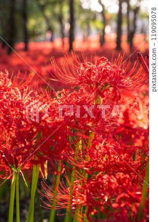 <Saitama Prefecture> A carpet of red spider lilies at dusk in Kinchakuda Manjushage Park 119095078