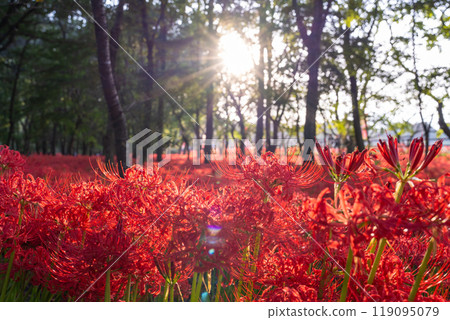 [埼玉縣] 紅蜘蛛百合花地毯，黃昏的金澤田萬壽坂公園 119095079