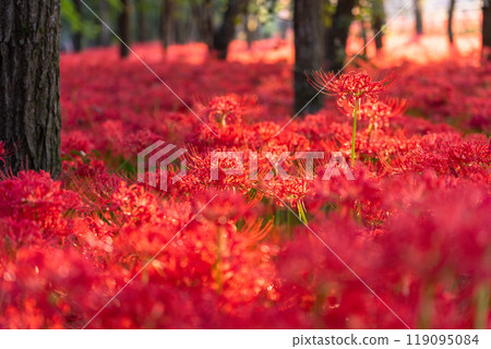 <Saitama Prefecture> A carpet of red spider lilies at dusk in Kinchakuda Manjushage Park 119095084