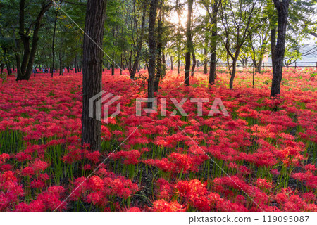 <Saitama Prefecture> A carpet of red spider lilies at dusk in Kinchakuda Manjushage Park 119095087