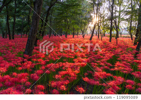 [埼玉縣] 紅蜘蛛百合花地毯，黃昏的金澤田萬壽坂公園 119095089