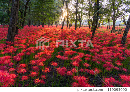 [埼玉縣] 紅蜘蛛百合花地毯，黃昏的金澤田萬壽坂公園 119095090