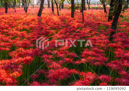 [埼玉縣] 紅蜘蛛百合花地毯，黃昏的金澤田萬壽坂公園 119095092