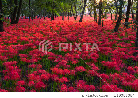 [埼玉縣] 紅蜘蛛百合花地毯，黃昏的金澤田萬壽坂公園 119095094