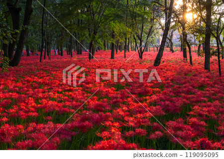 [埼玉縣] 紅蜘蛛百合花地毯，黃昏的金澤田萬壽坂公園 119095095
