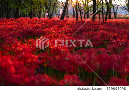 [埼玉縣] 紅蜘蛛百合花地毯，黃昏的金澤田萬壽坂公園 119095098