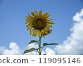 Blue sky and sunflower 119095146